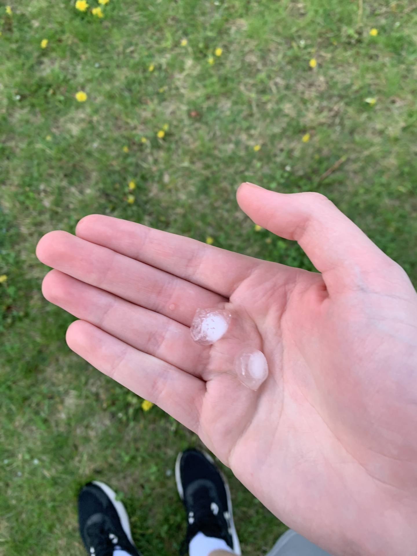 nice hail that fell. Probably dime to nickel here, but this was from 40 minutes after the storm. so probably had 1”+ hail.