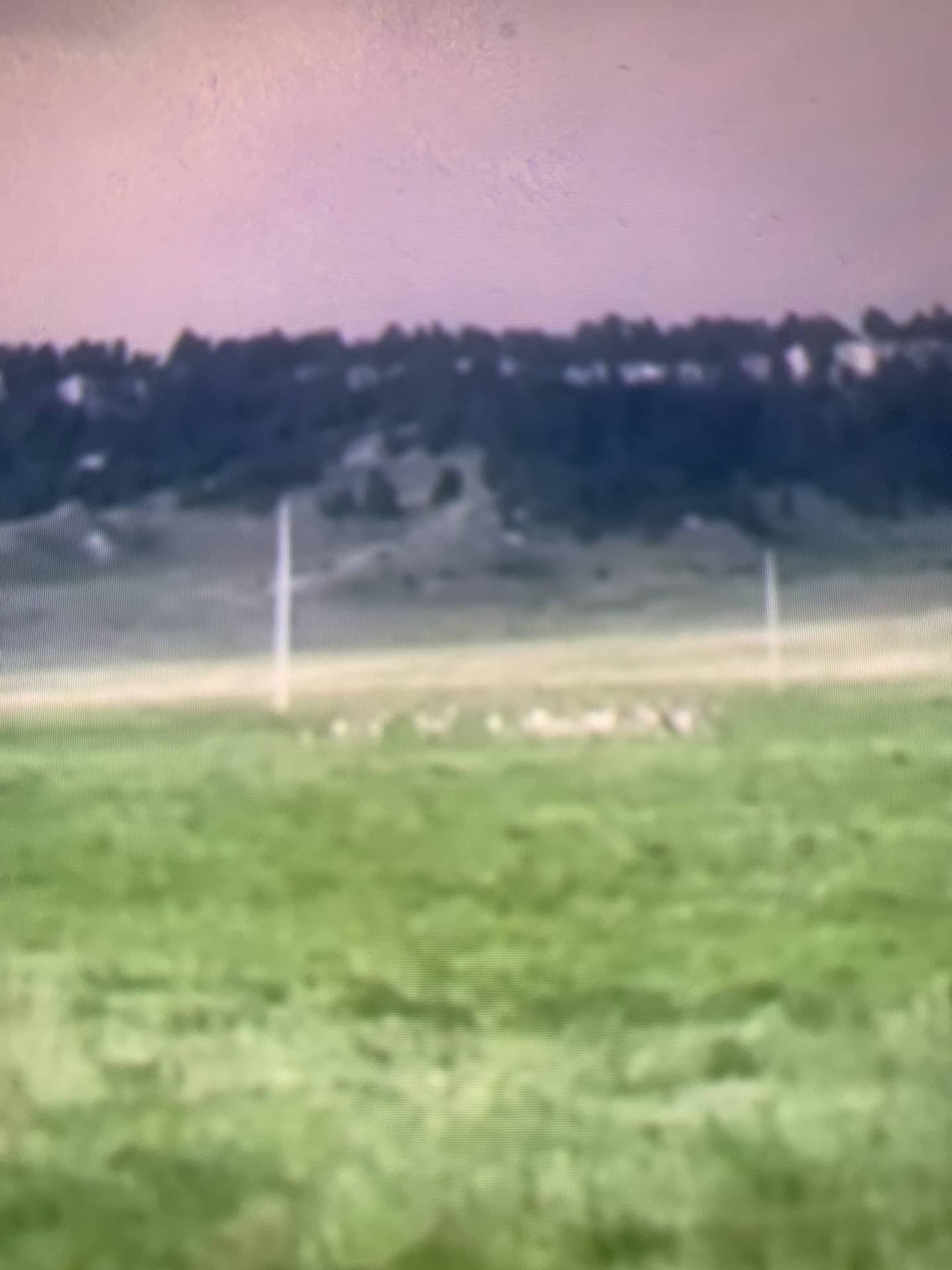 Entire hord of deer seen